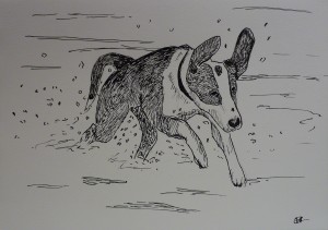 Duitse brak rent door het water